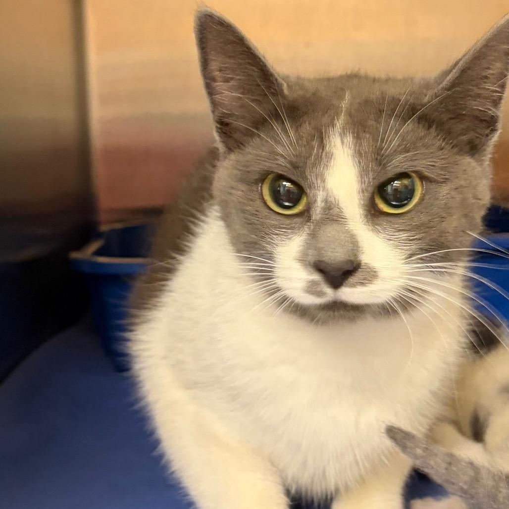Stray 08/05/26 A65018