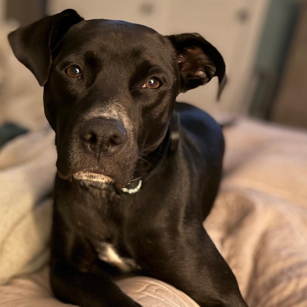 Rio (Adoption Fee SPONSORED!!)