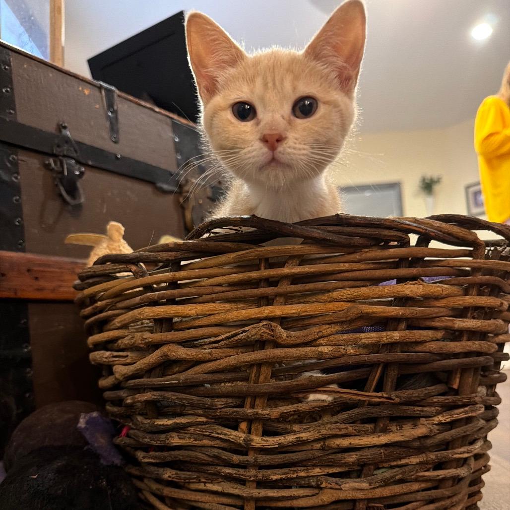 Ginny