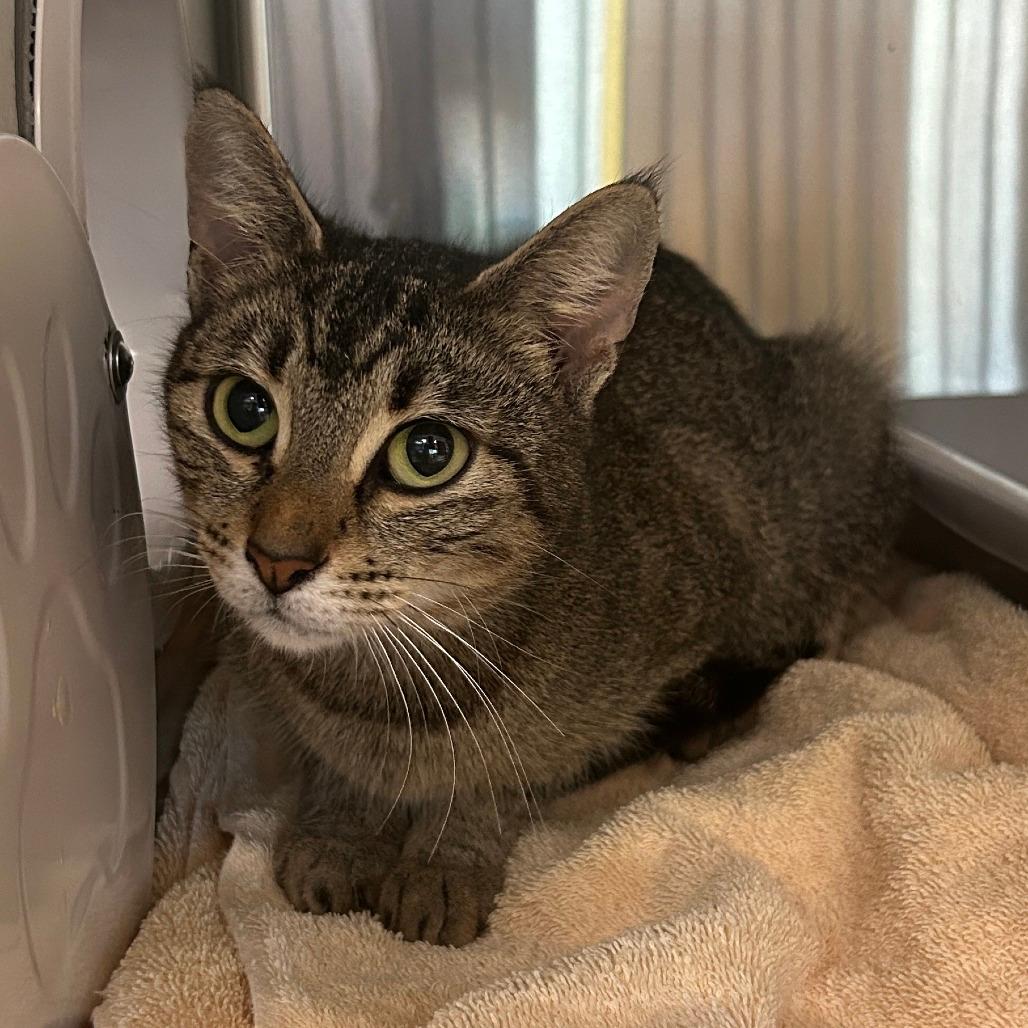 Working Cat Kittitas