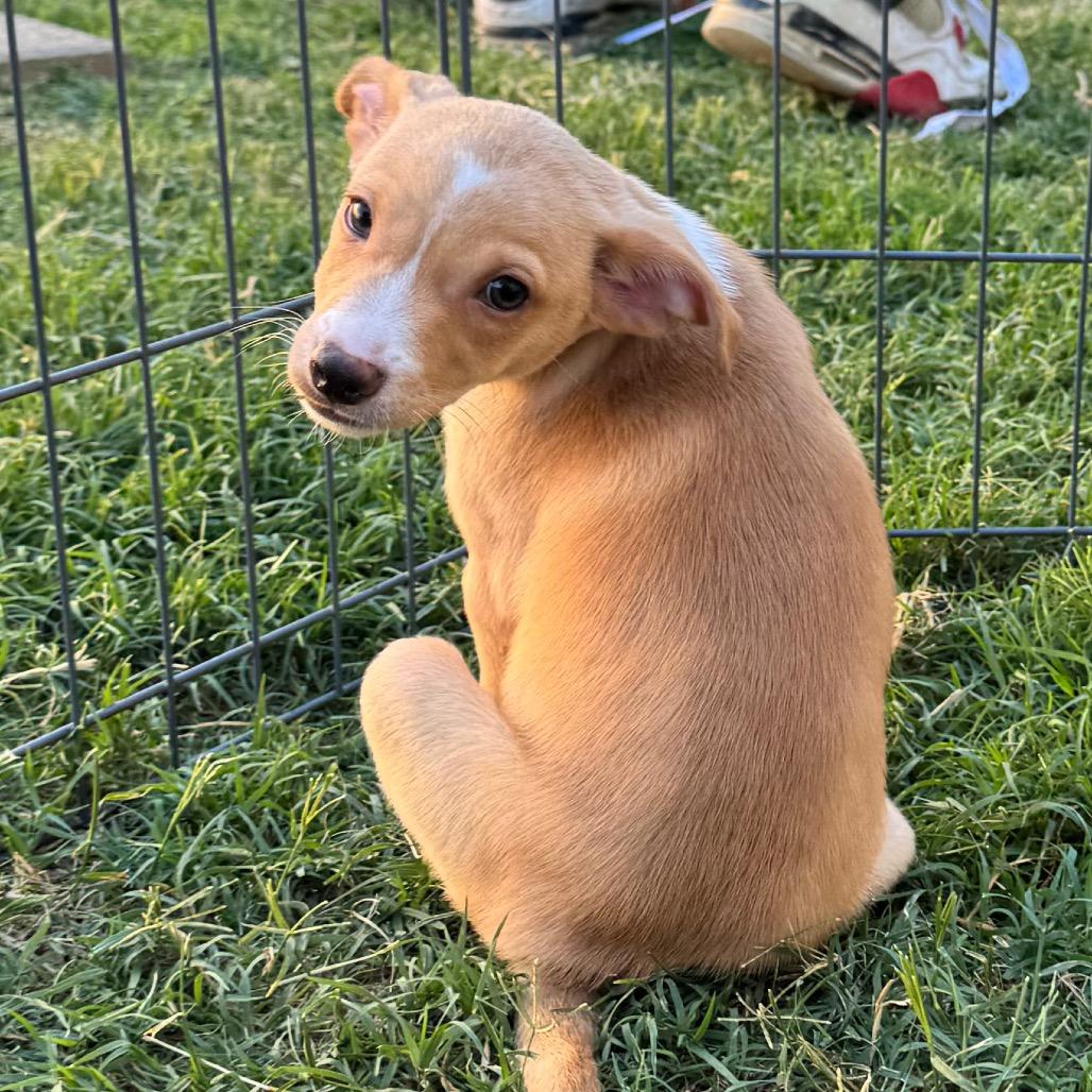 Peanut