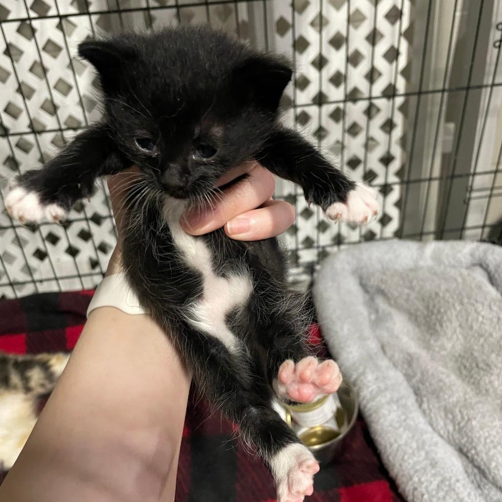 Licorice