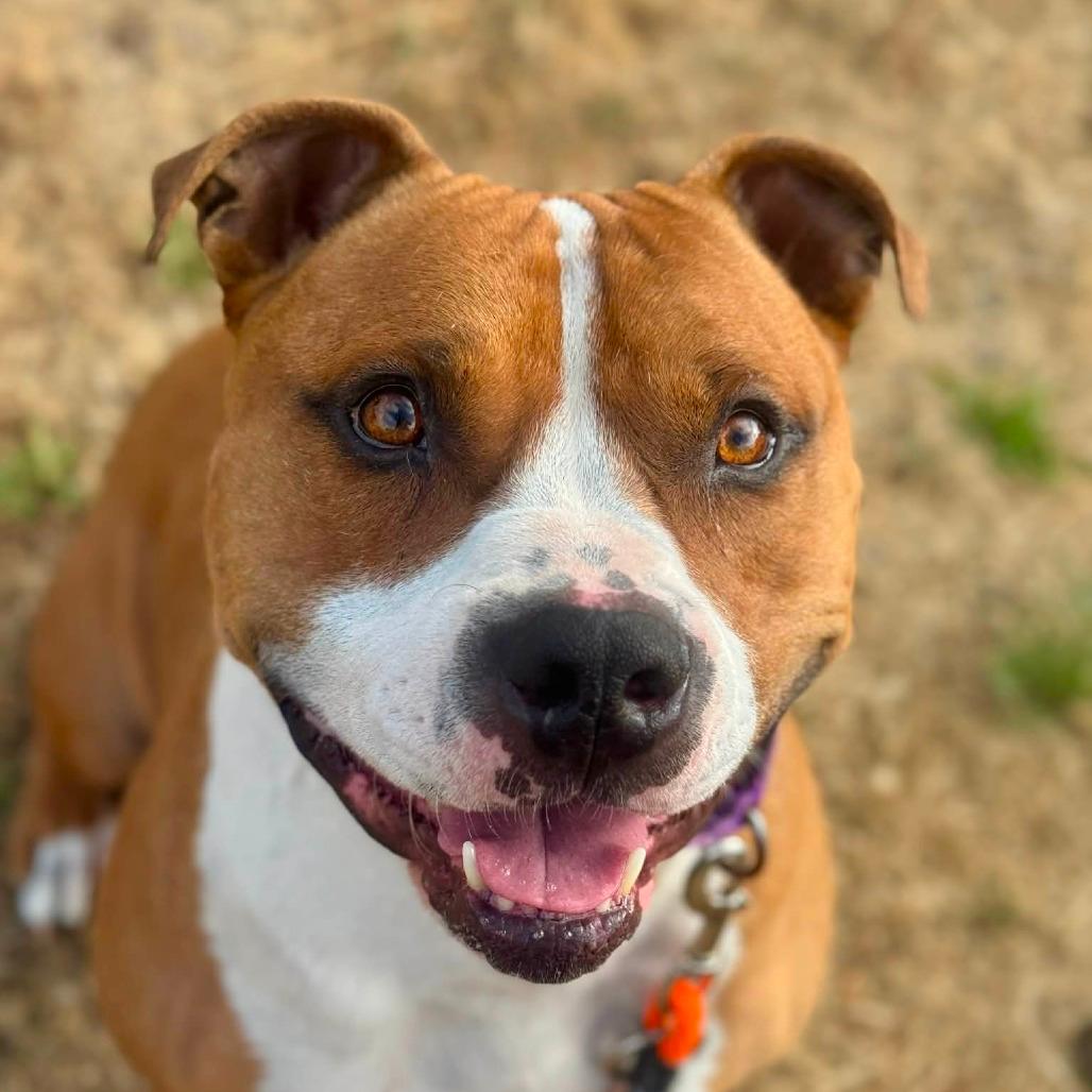 Zeek