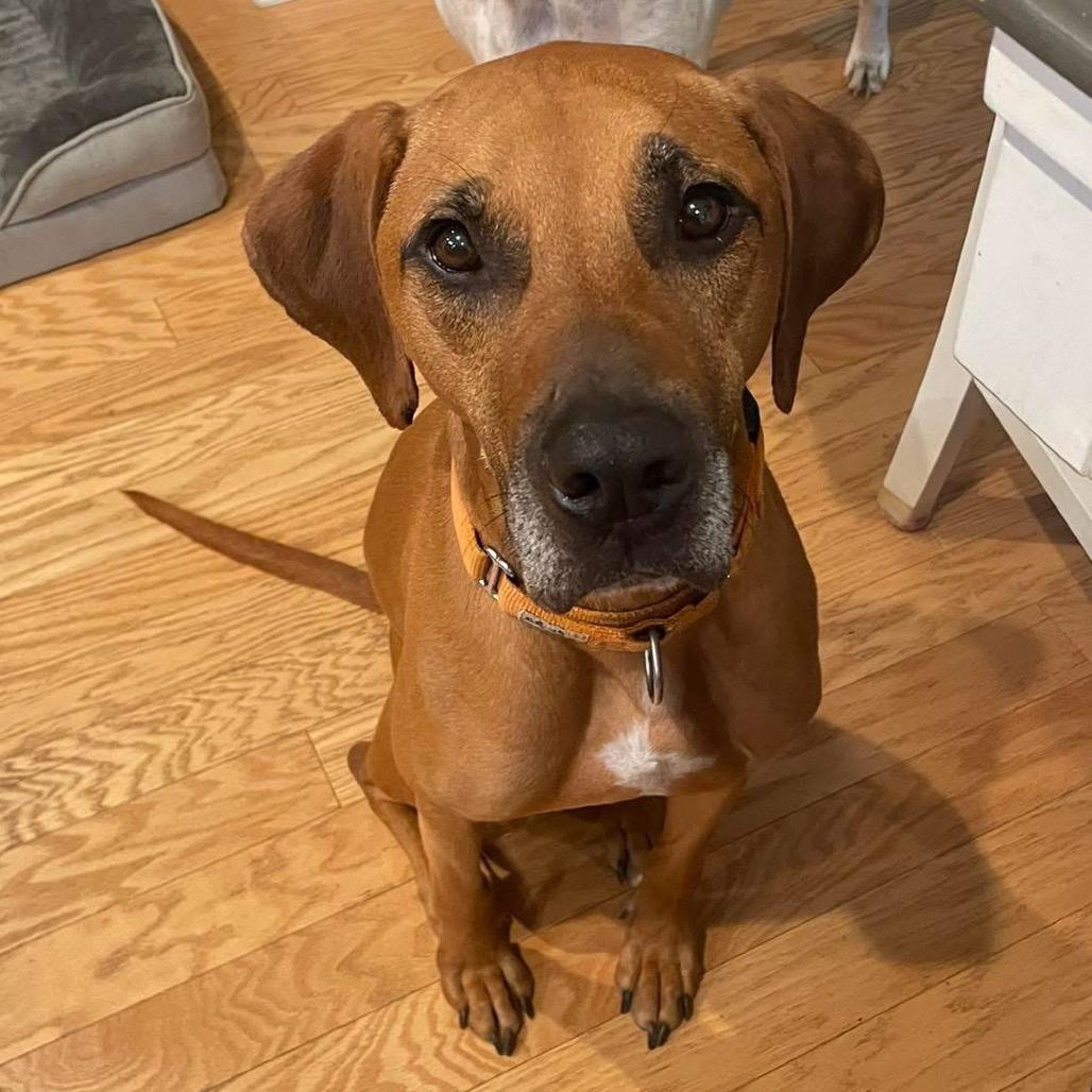 Gus