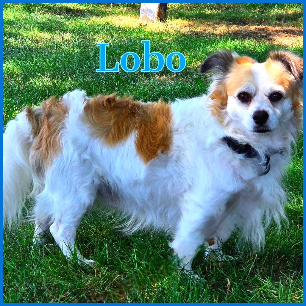 Lobo