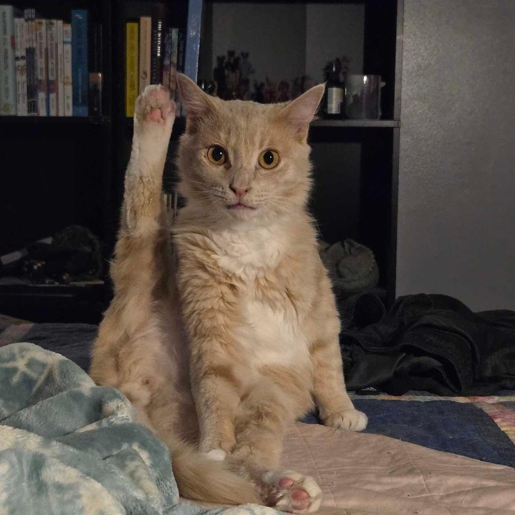 Rufus