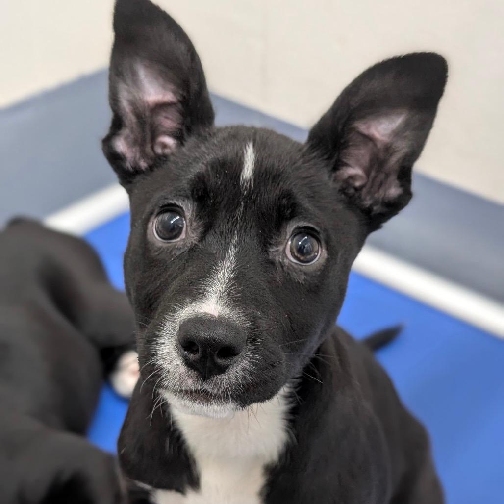 Lilo (puppy) - ECAS