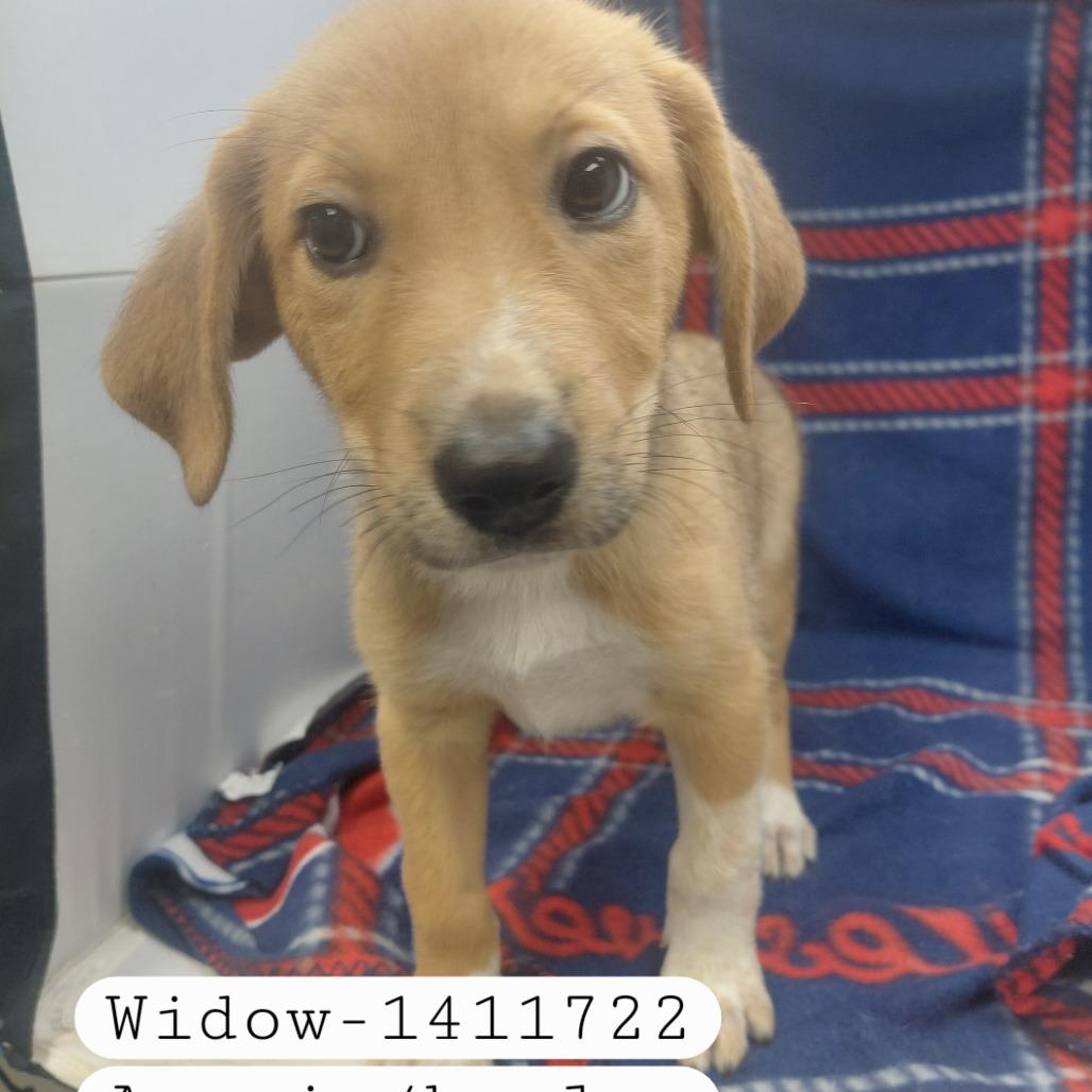 Widow