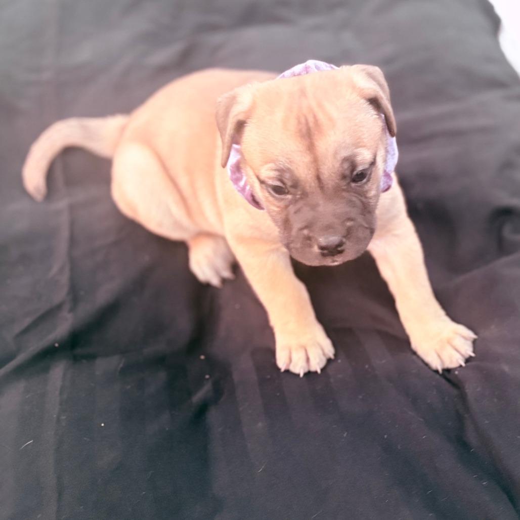 Puppy girl 1_2