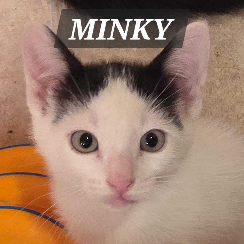 Minky