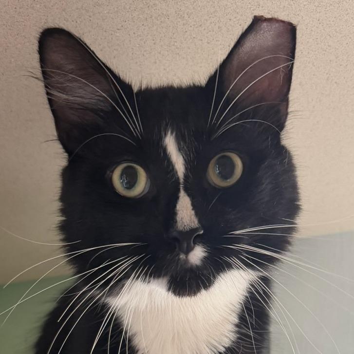 Sylvester
