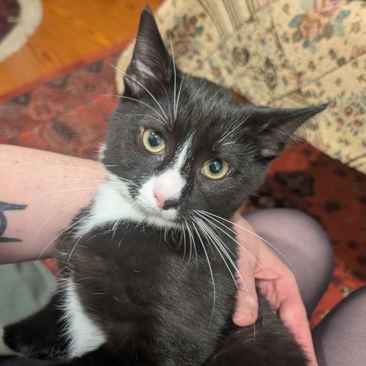 Meatball