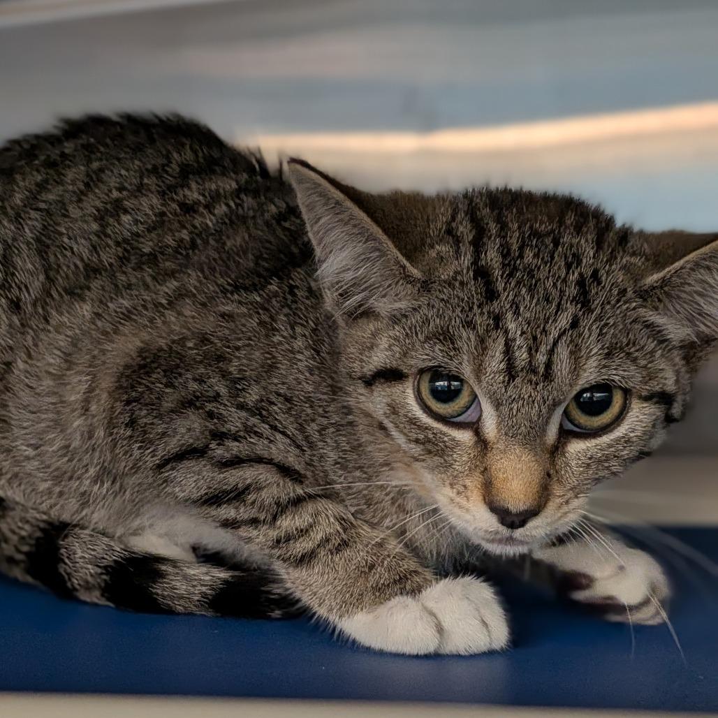 Hydrangea-Tiny Spirit Kitten