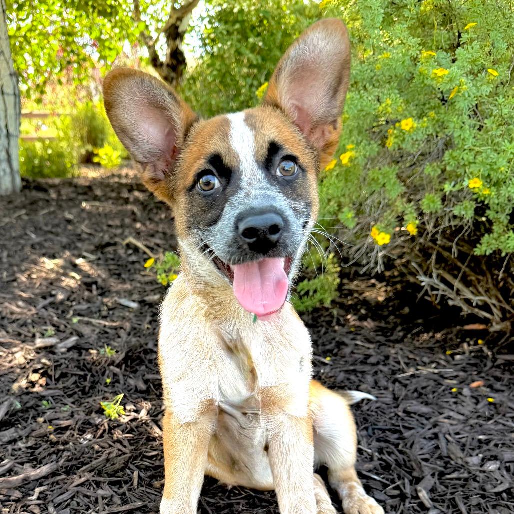 Ralphie