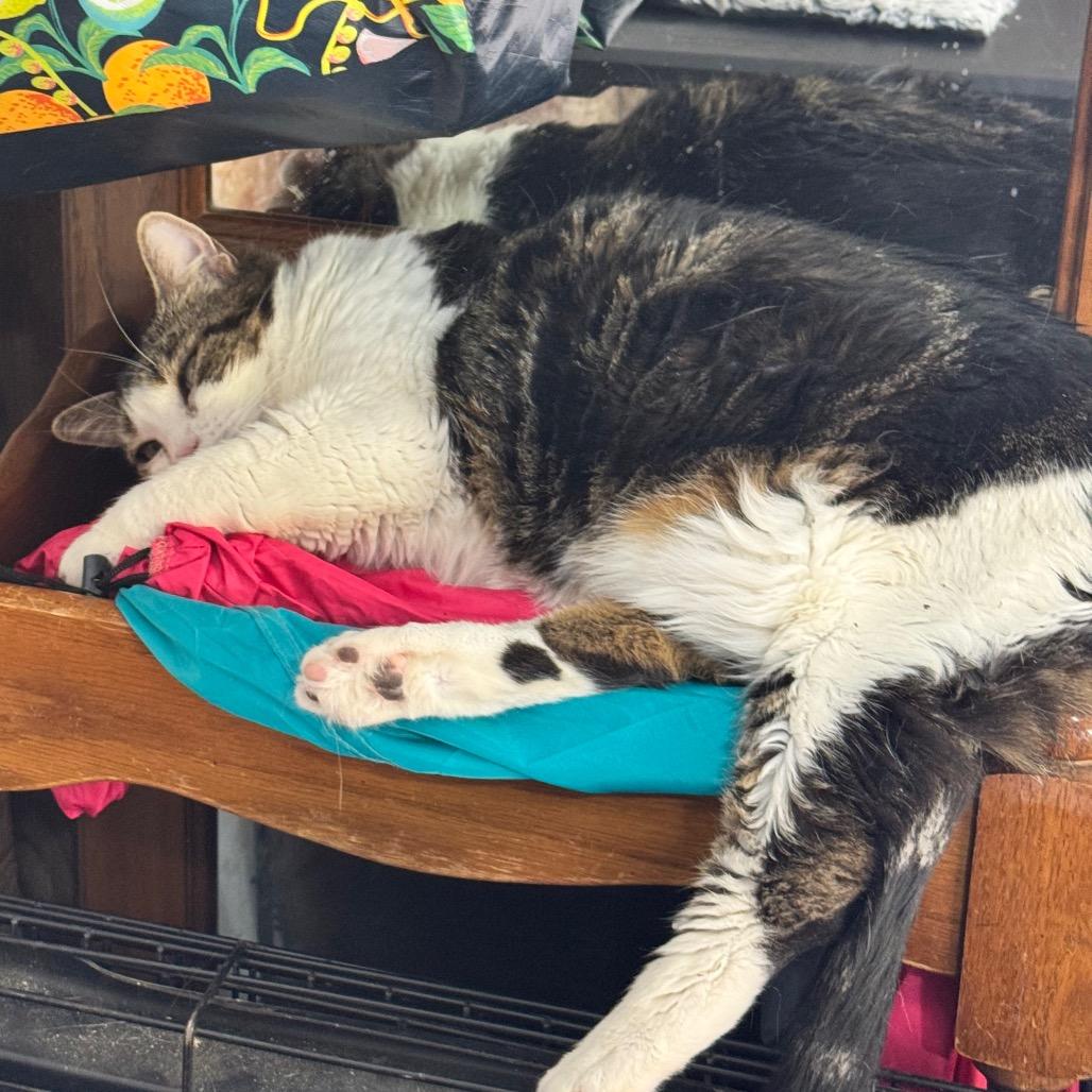 Lulu