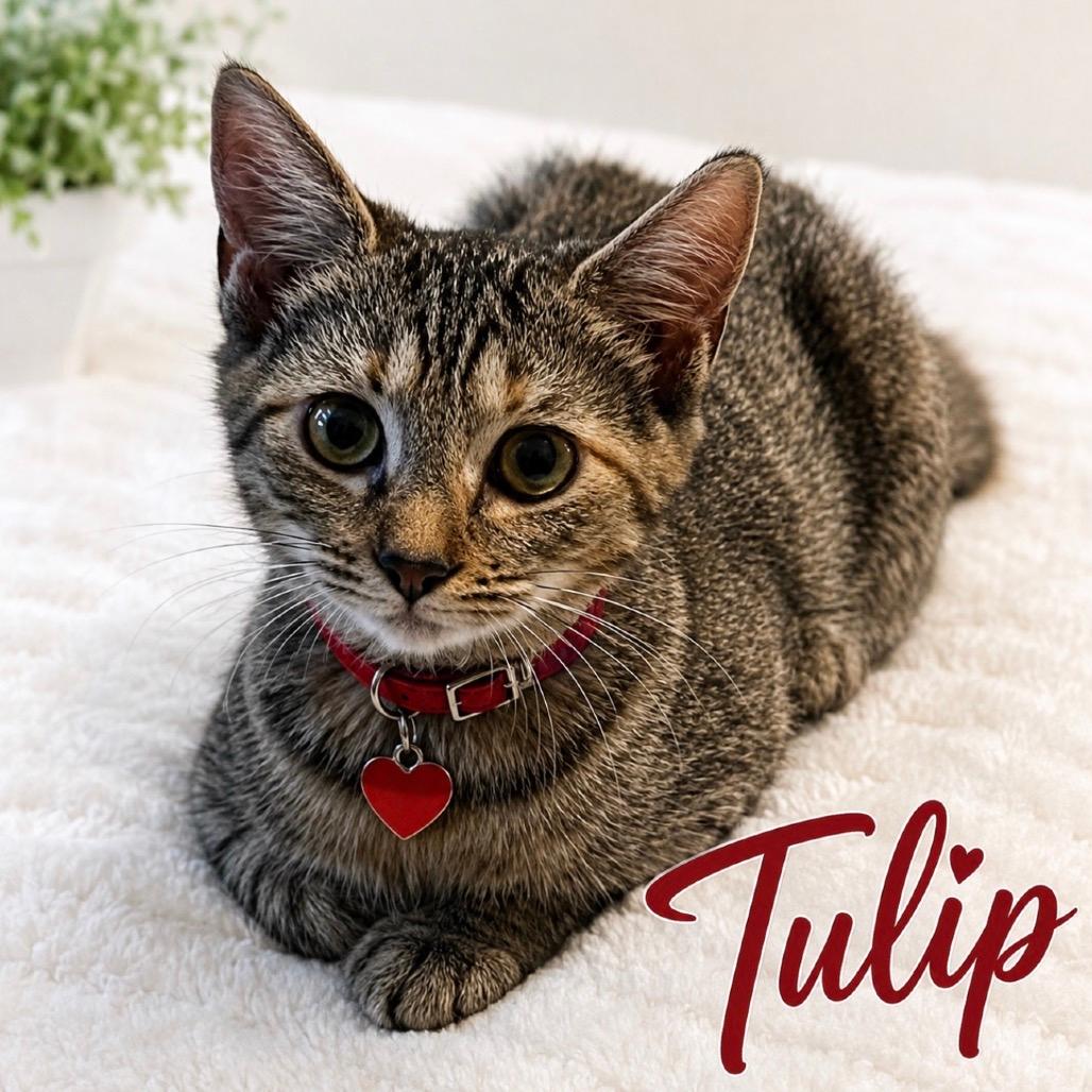 Tulip