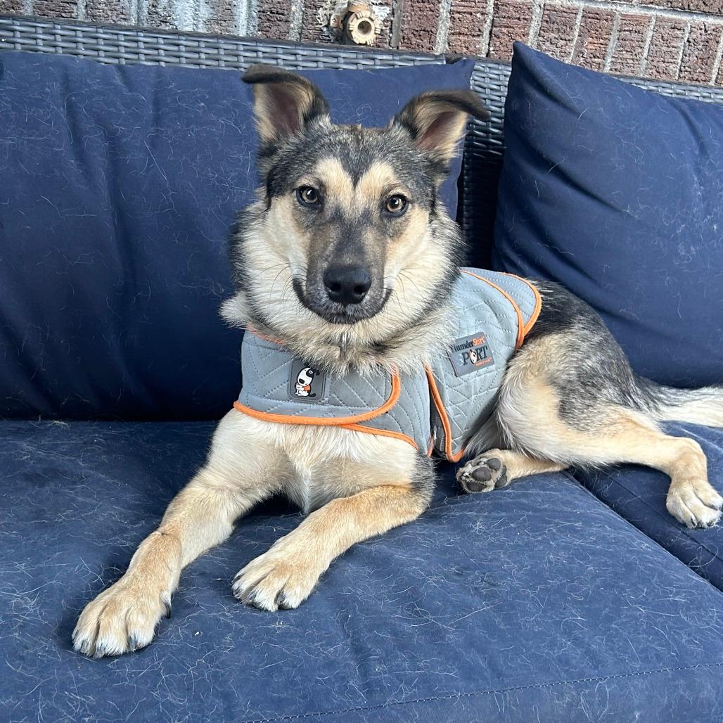478 (2026) Koda