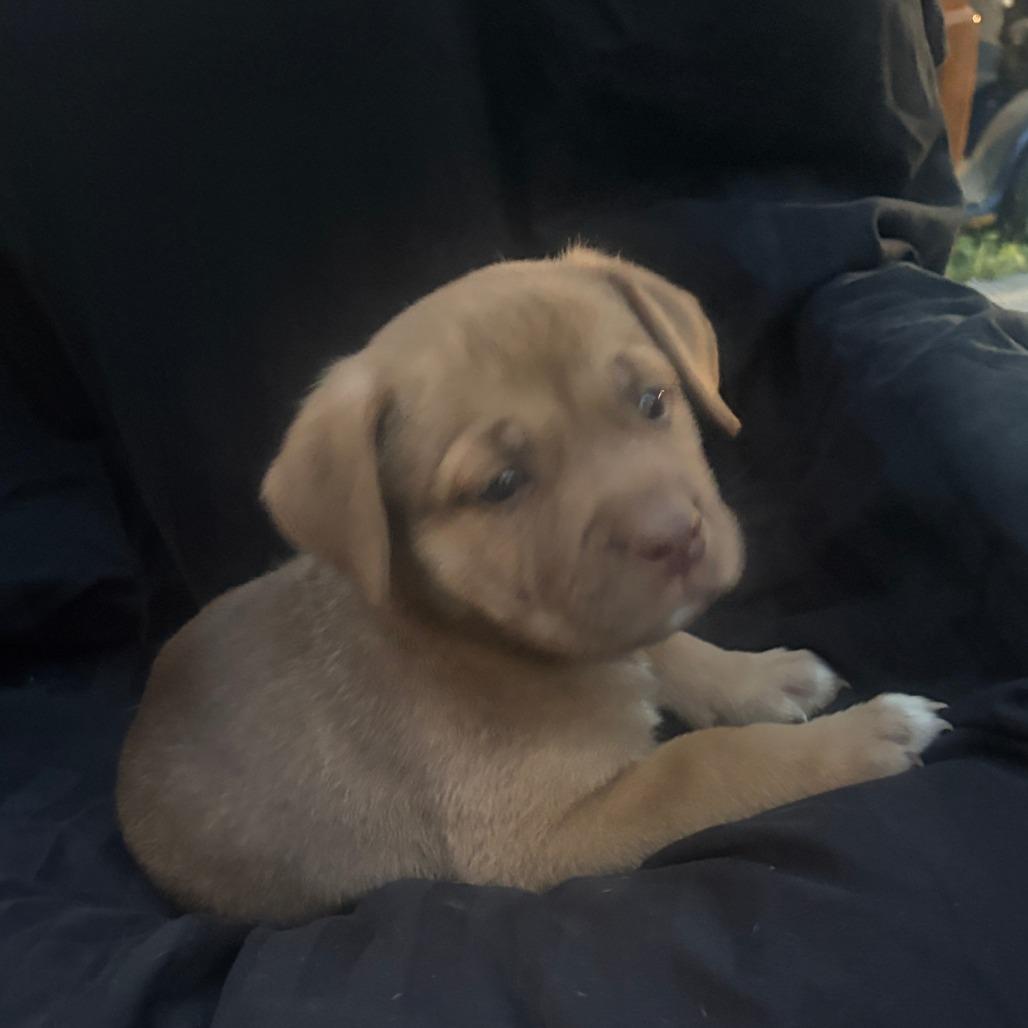 Puppy boy 2