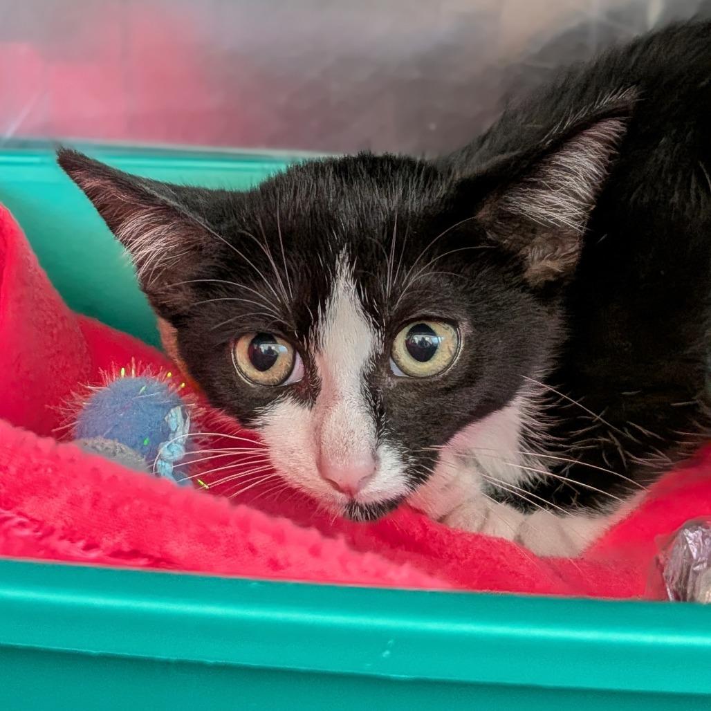 Zinnia-Tiny Spirit Kitten