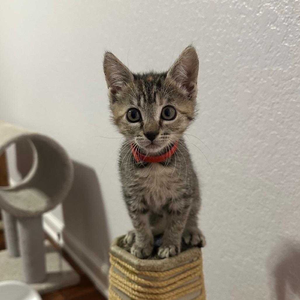 Pippa
