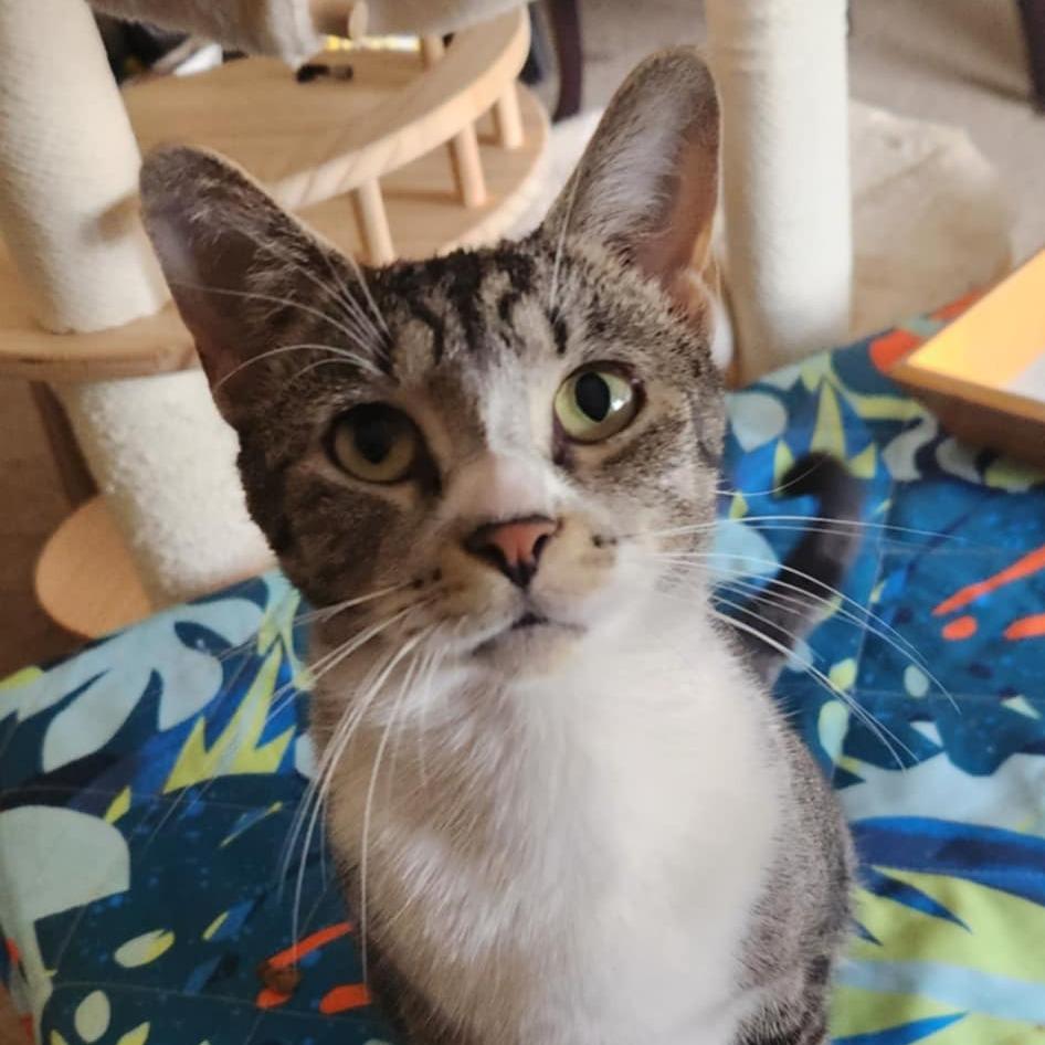 Miss Kitty