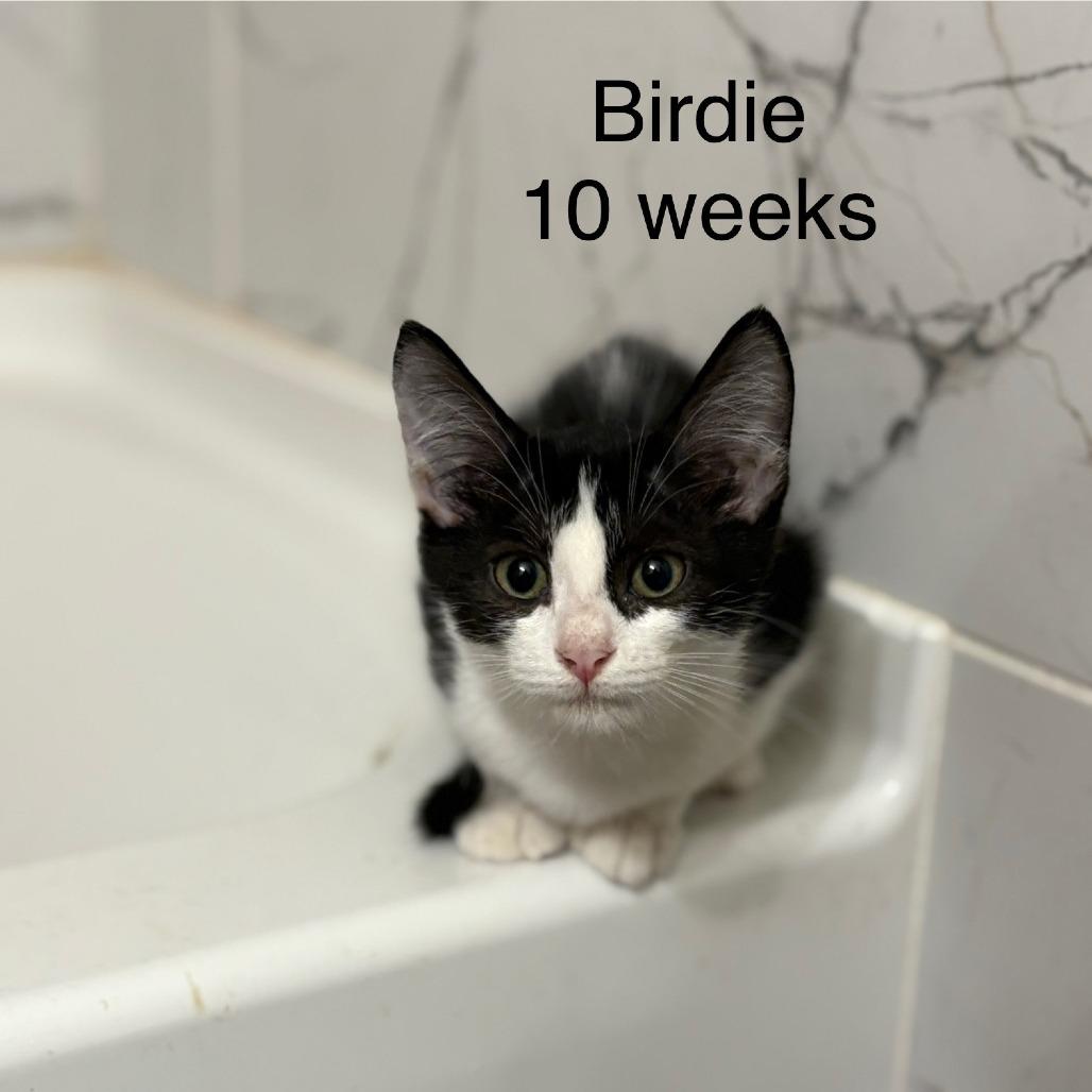 Birdie- Michelle