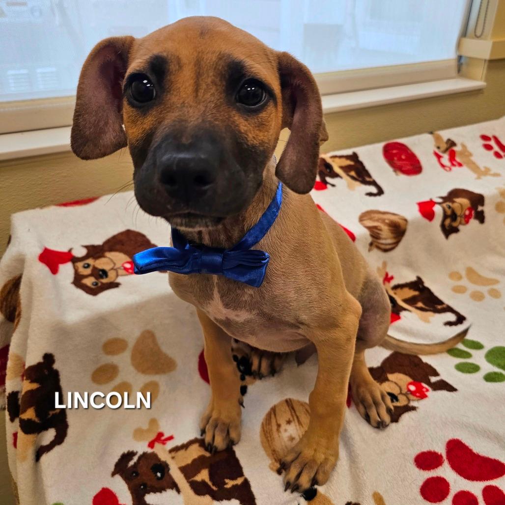 Lincoln 