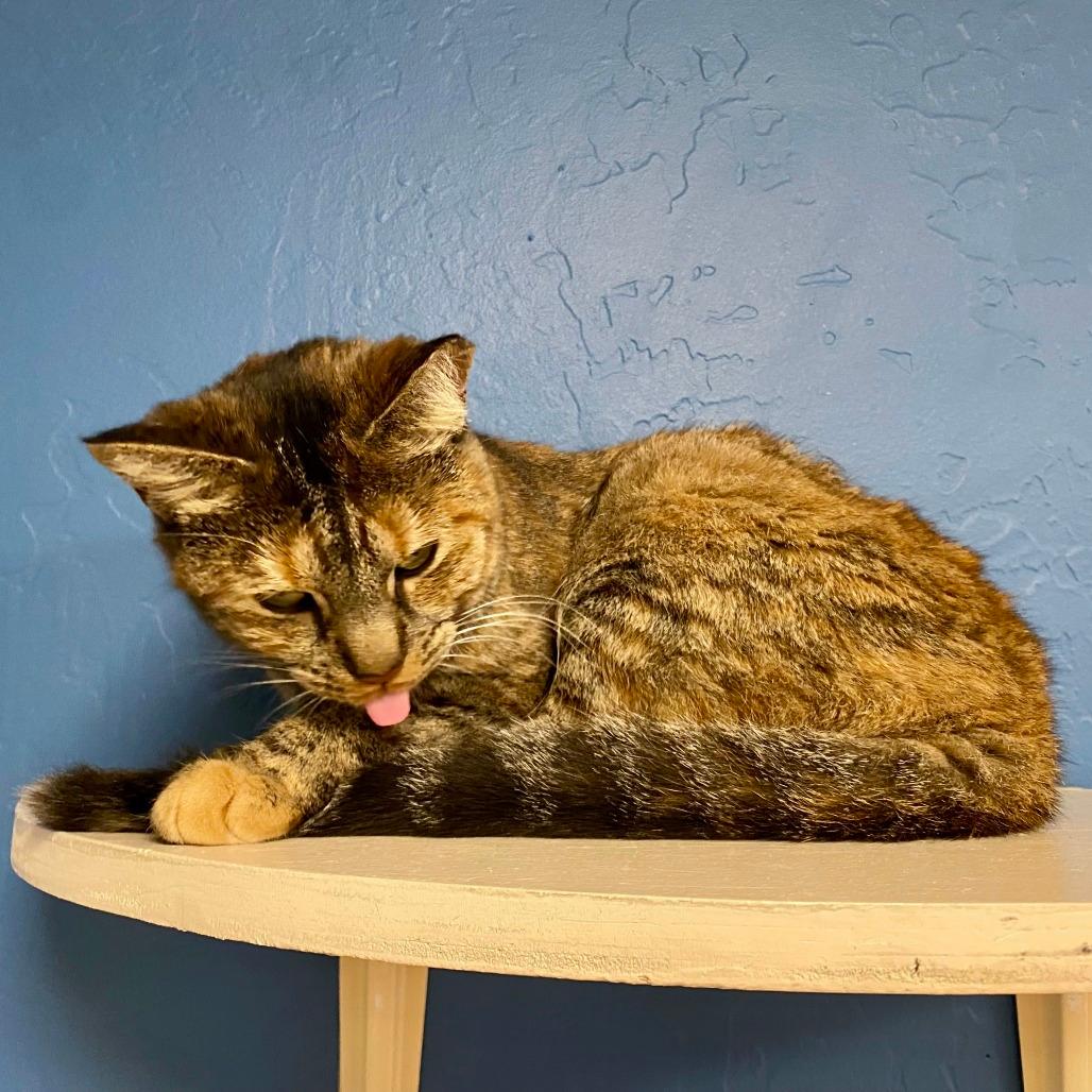 Bindi