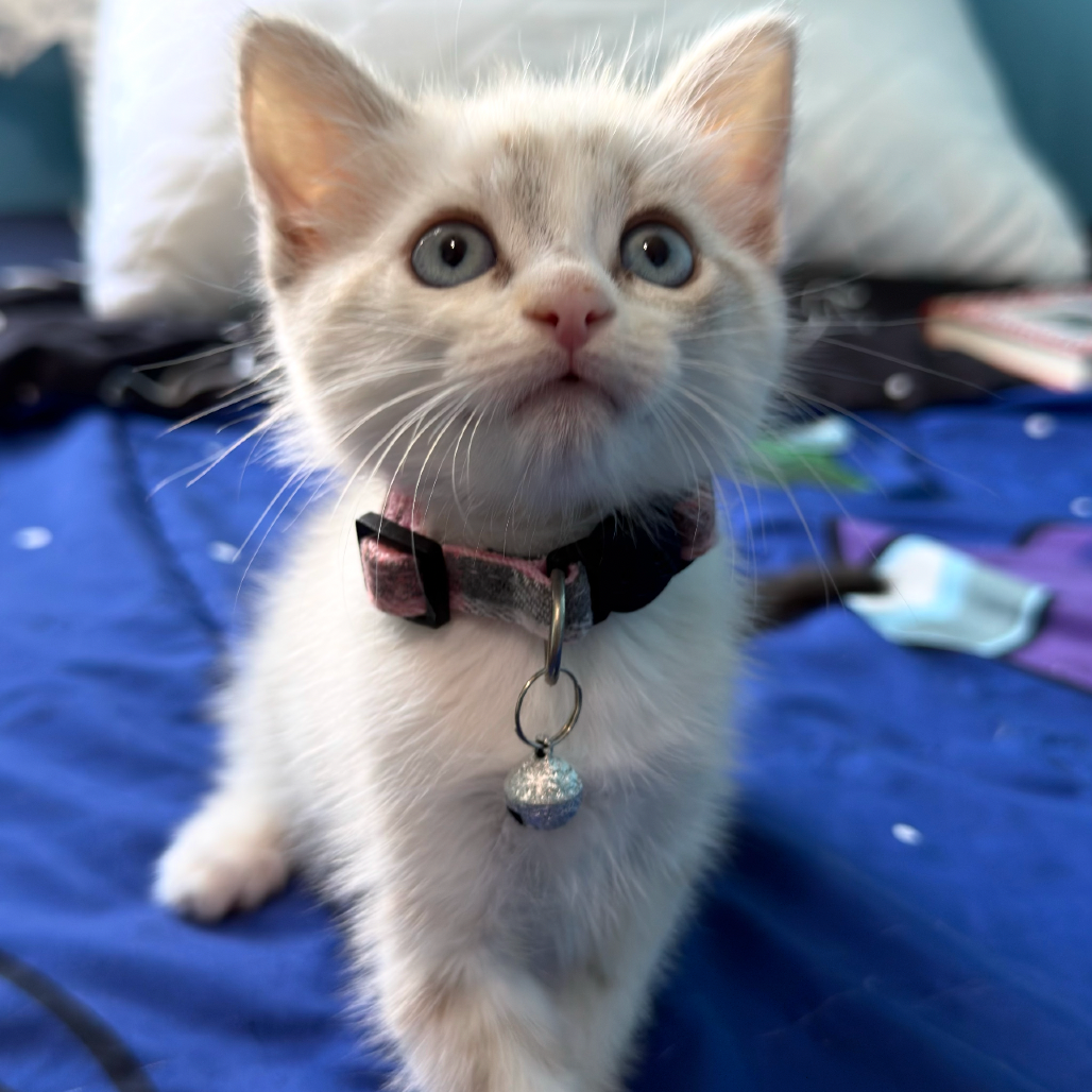 Penelope