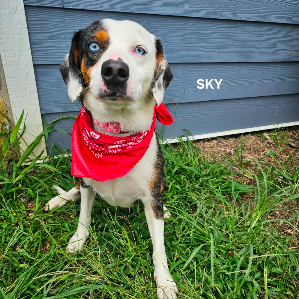 Sky