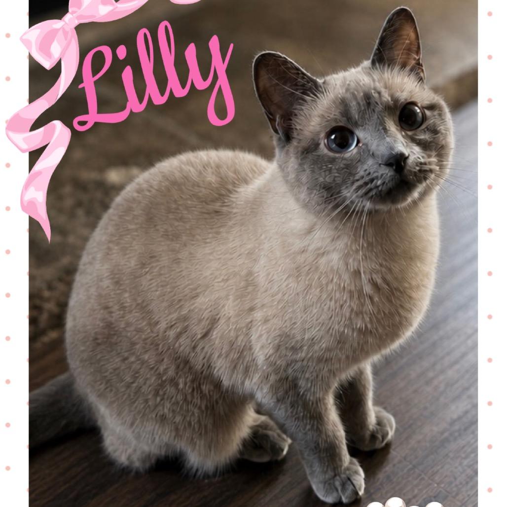 Lilly