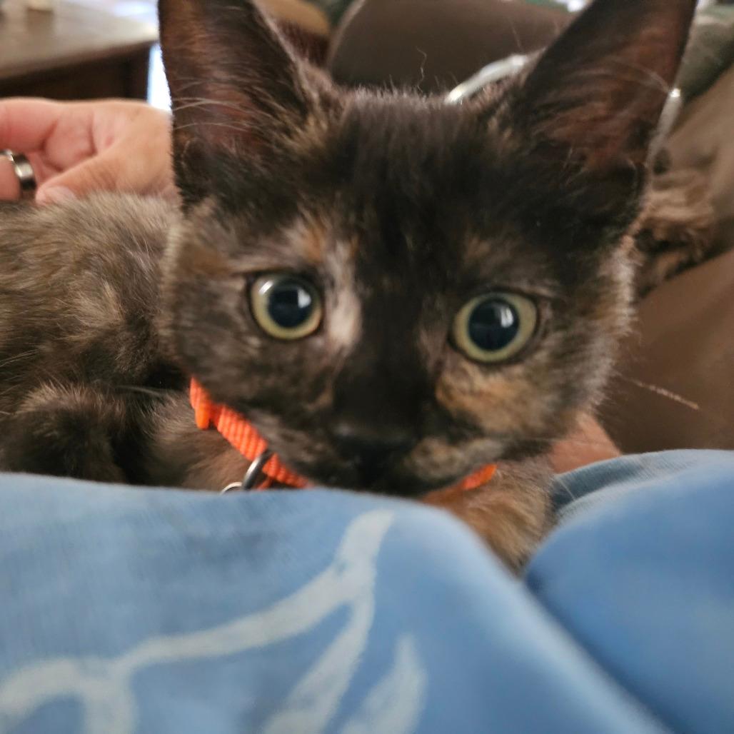 Peanut