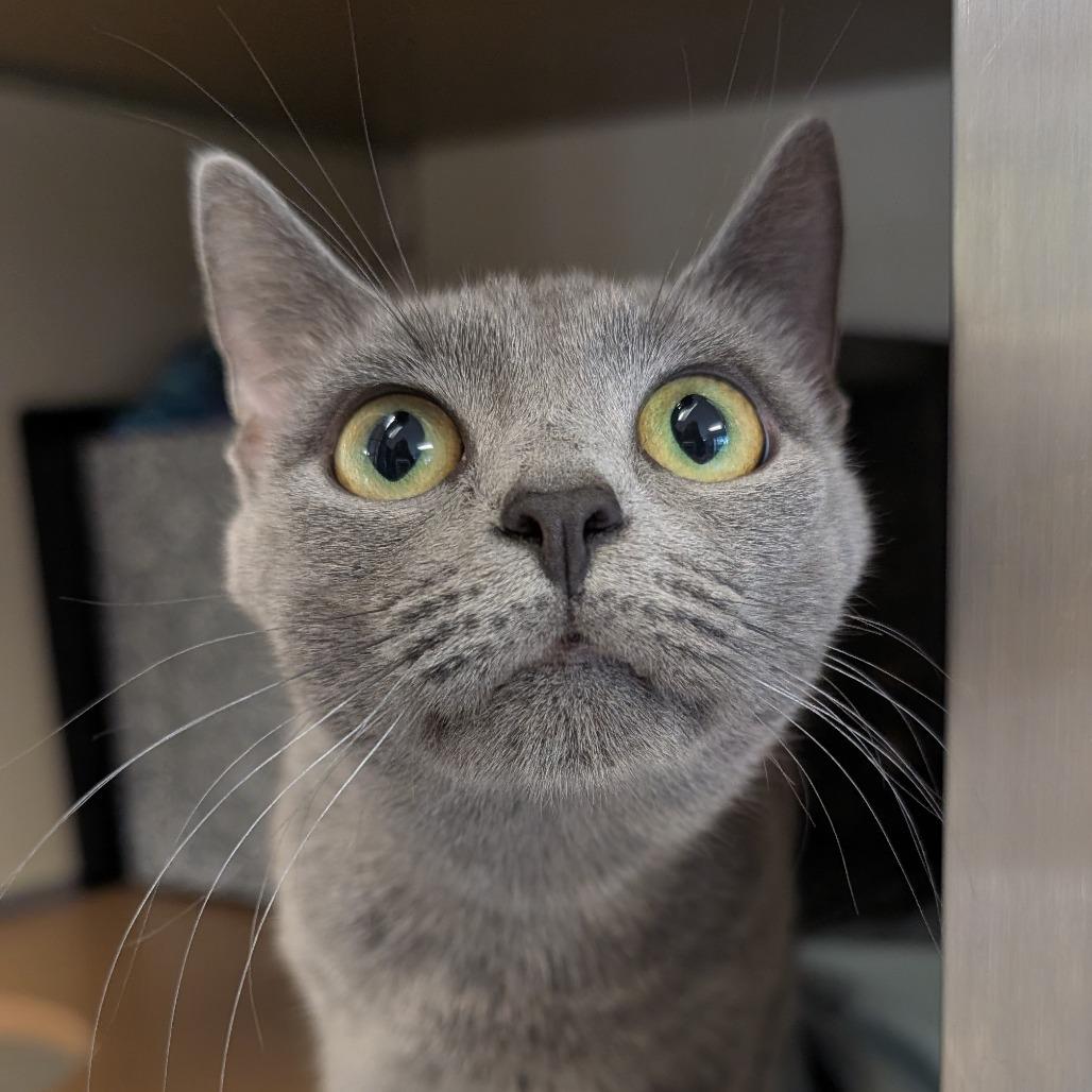 Cyn-AT PETCO