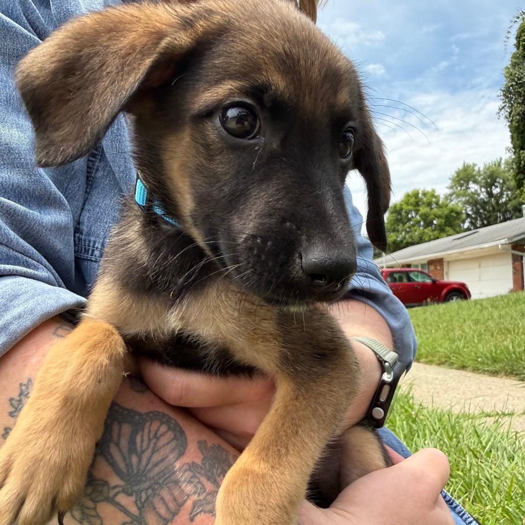 Rex