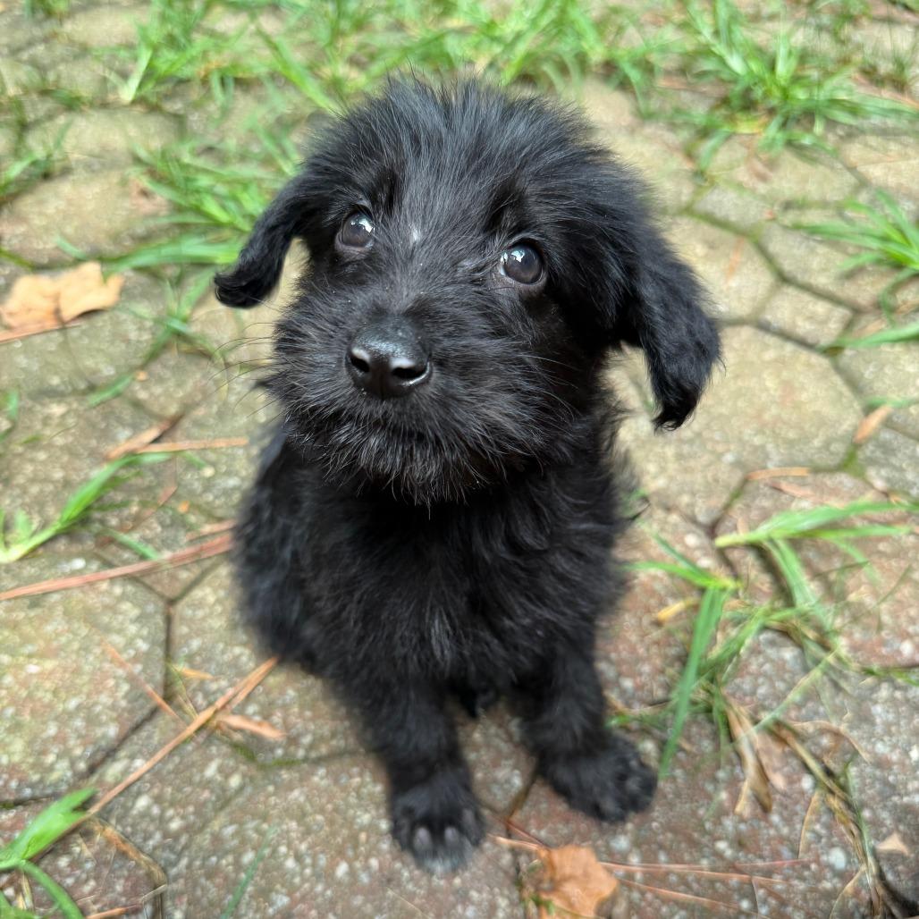 Auggie