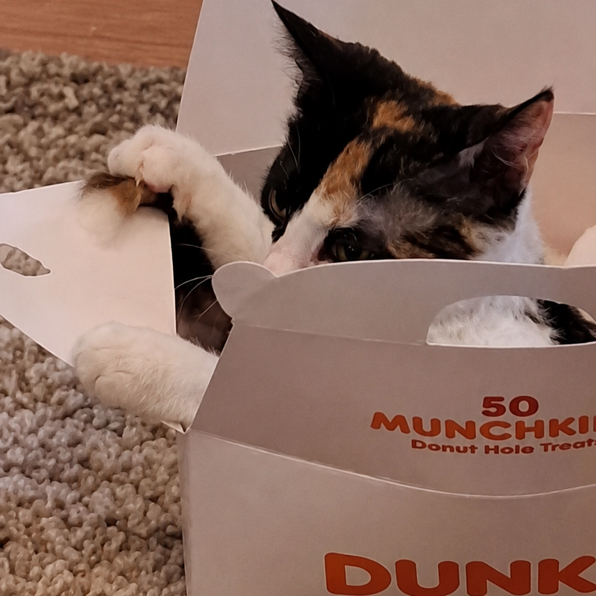 Dunkin Munchkin