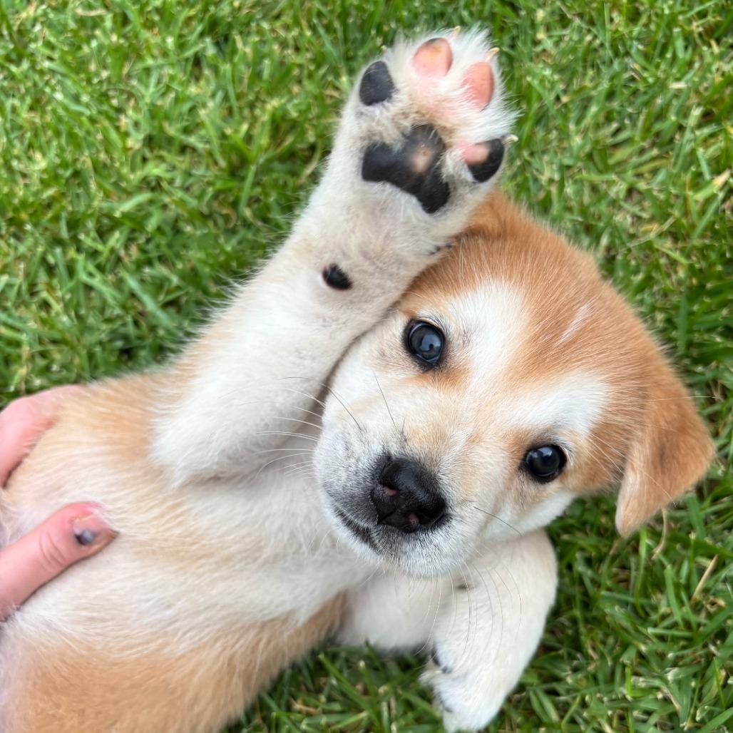 Bashful