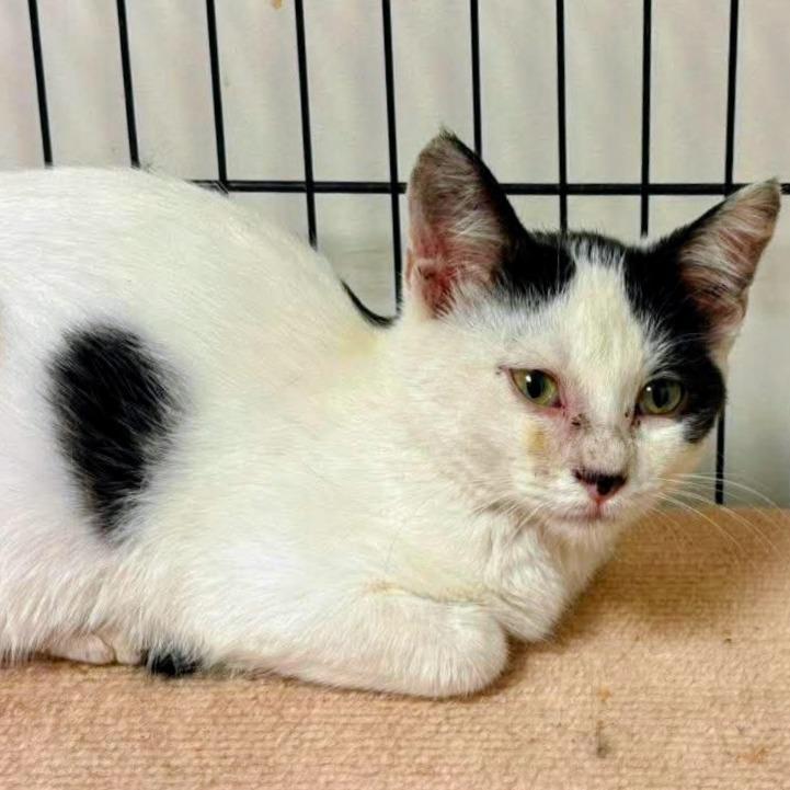 Oreo - OAFA-Stray-428