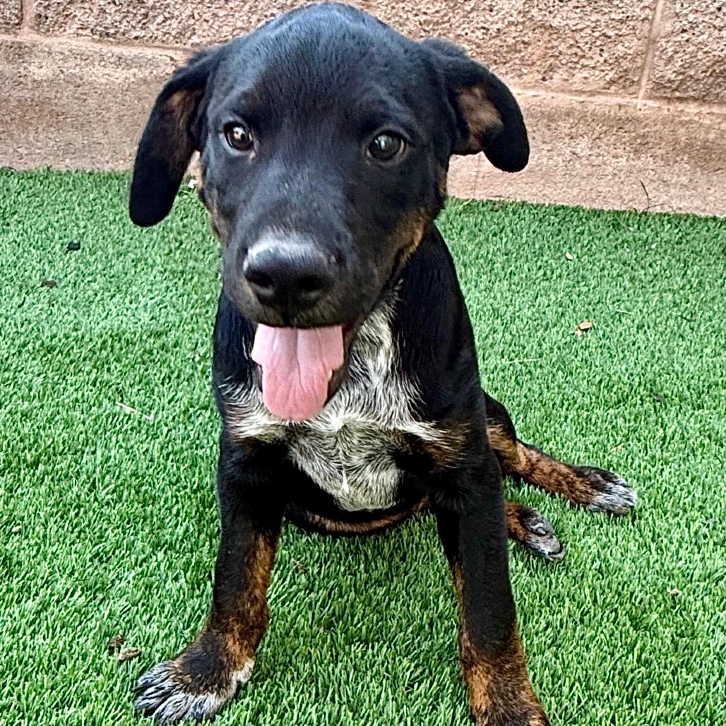 Tux