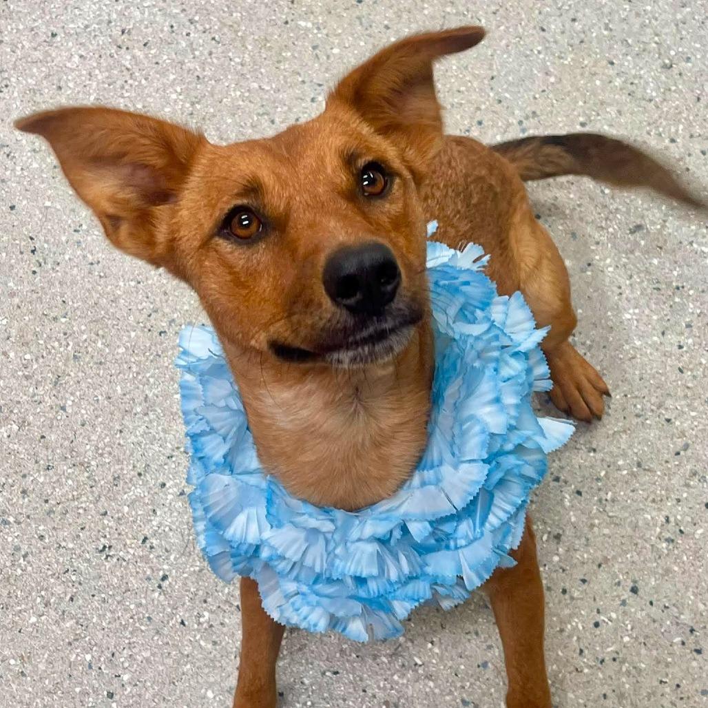 Bindi
