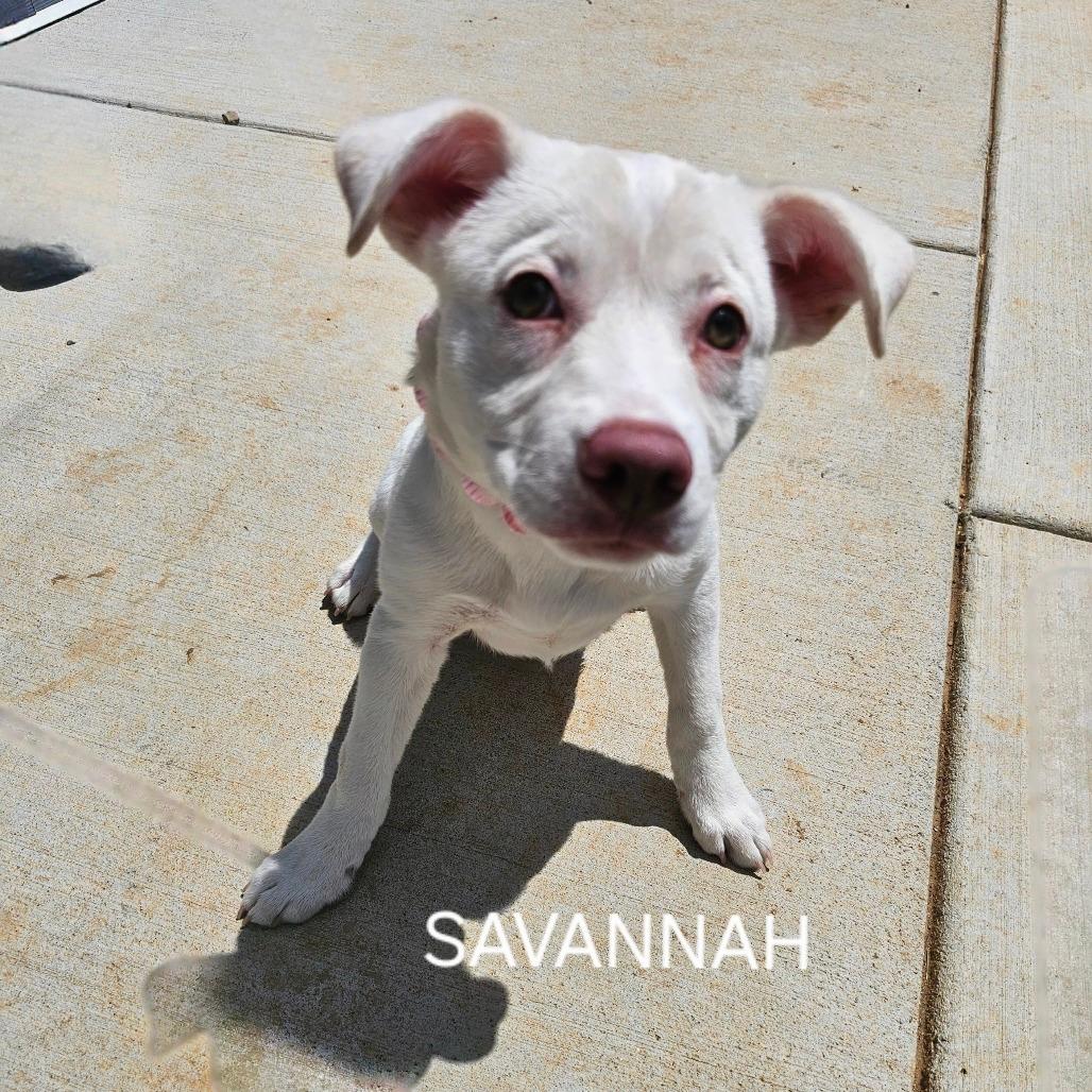 Savannah