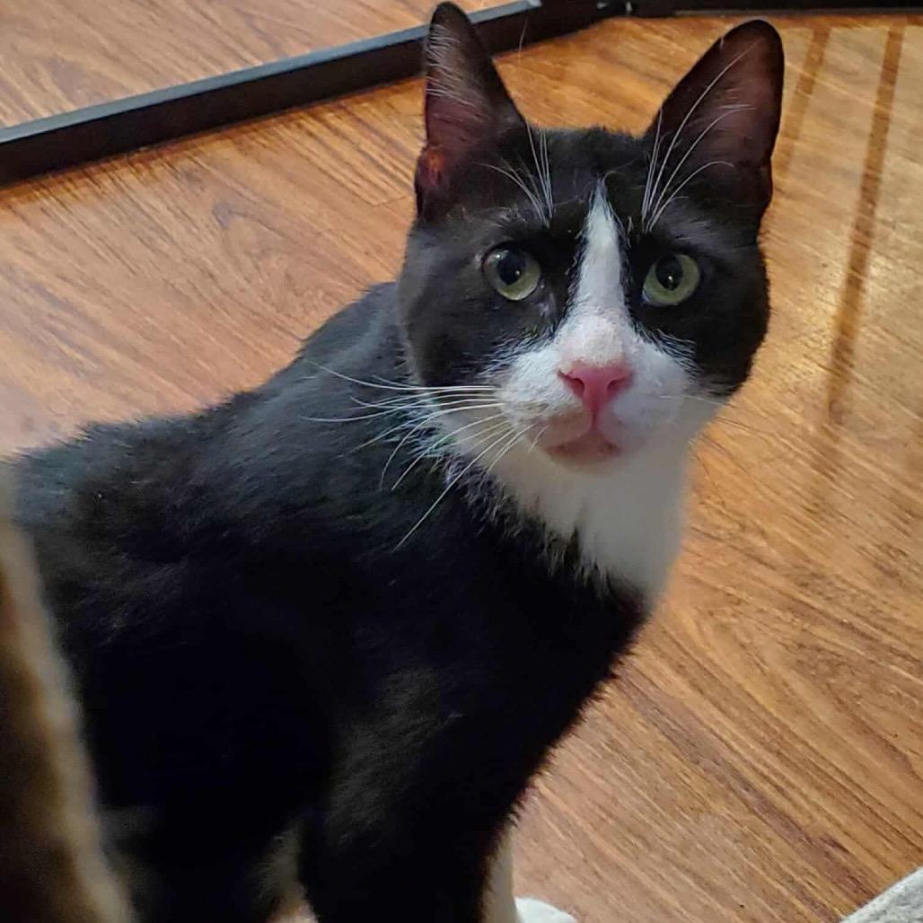 Tuxedo