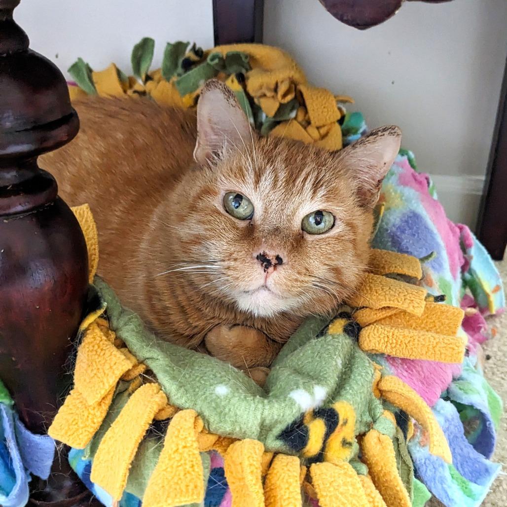 Pepita