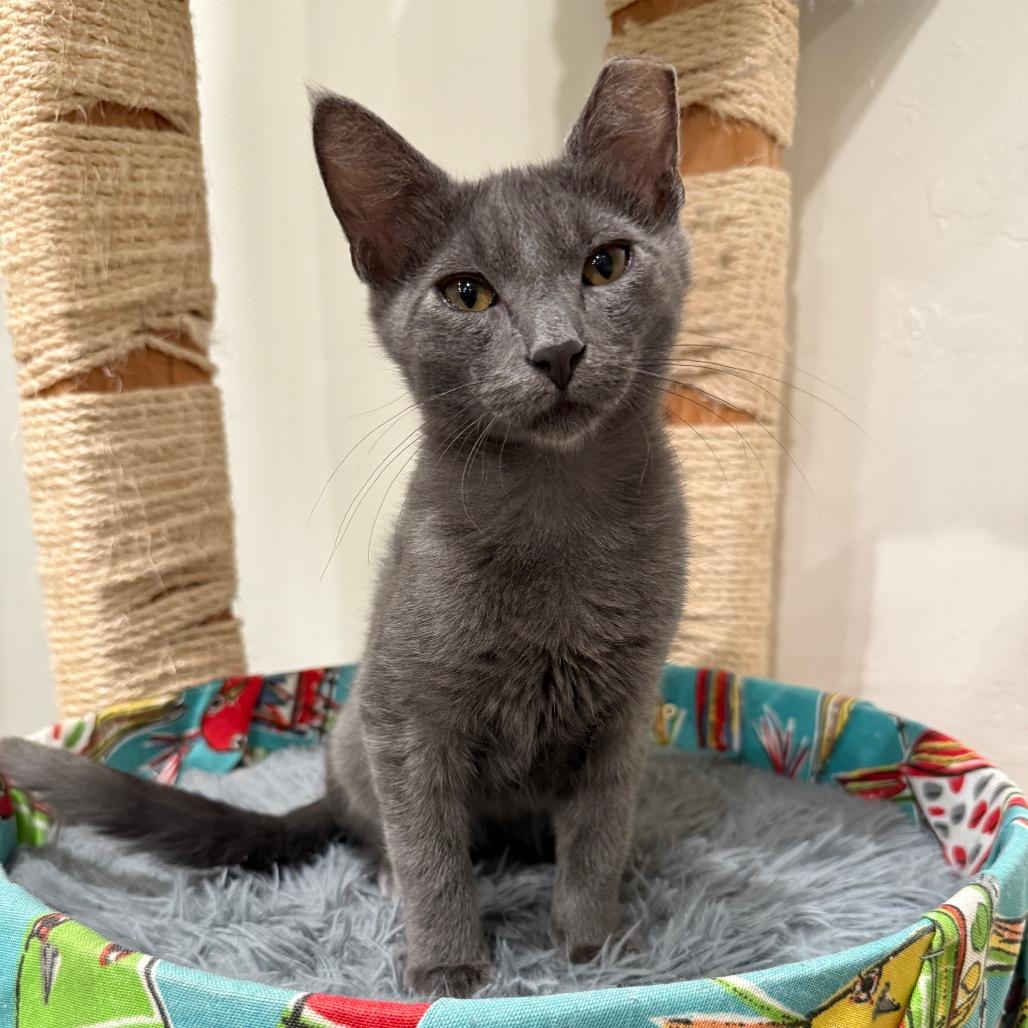 Adopt Blue Russian Cat: Ultimate Guide to Loving This Elegant Breed