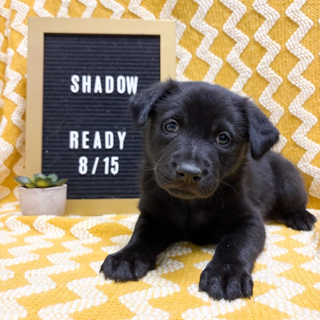 675A (2026) Shadow