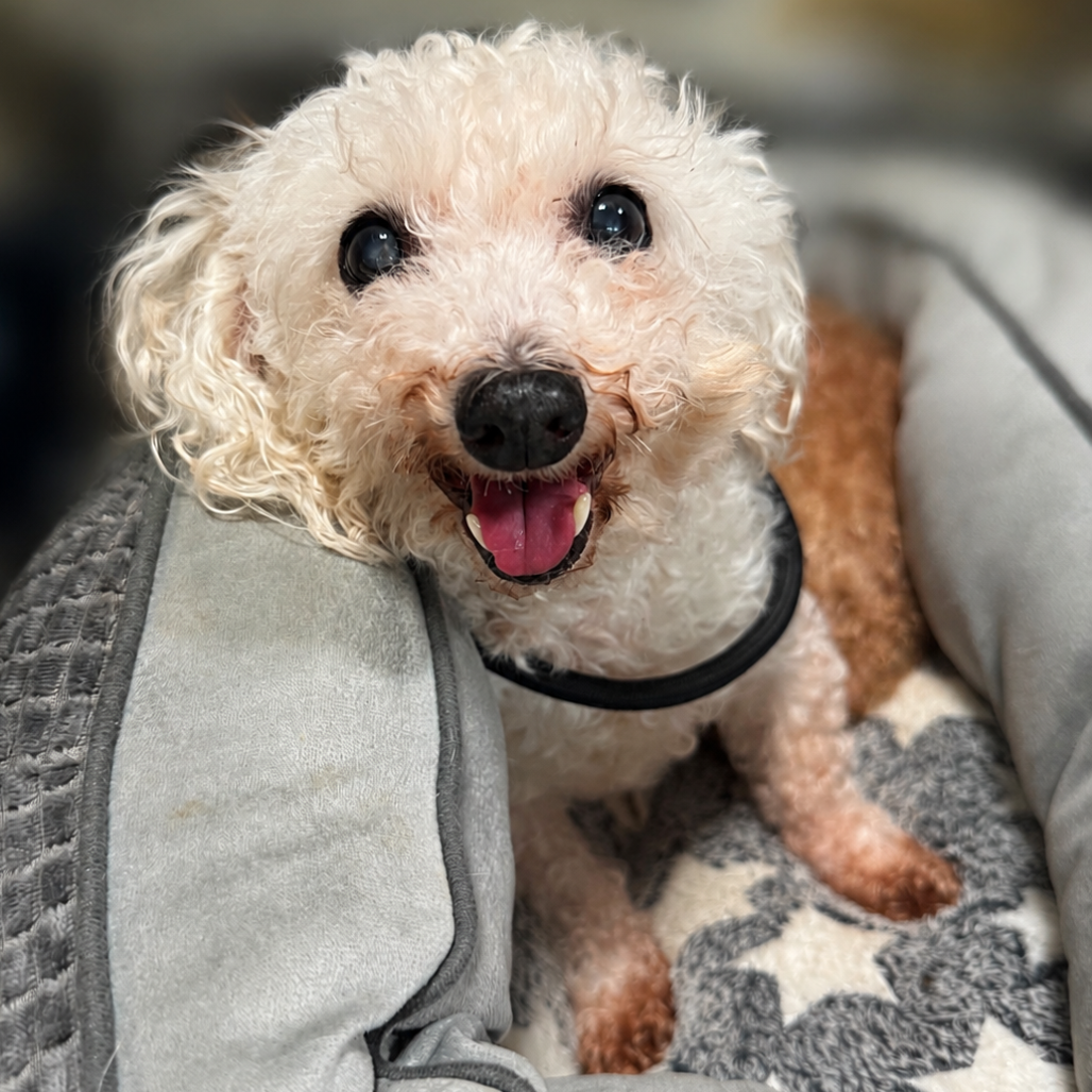 Lulu bonded to Penny