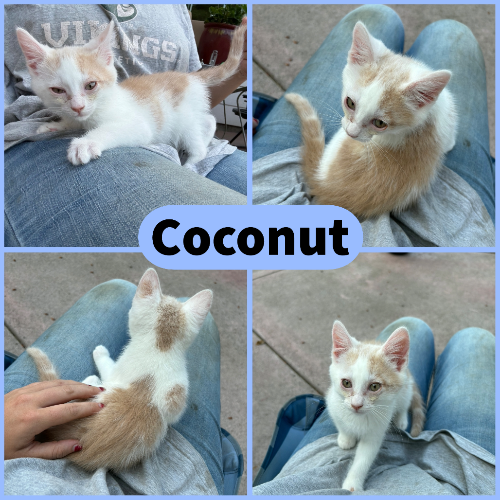 Coconut