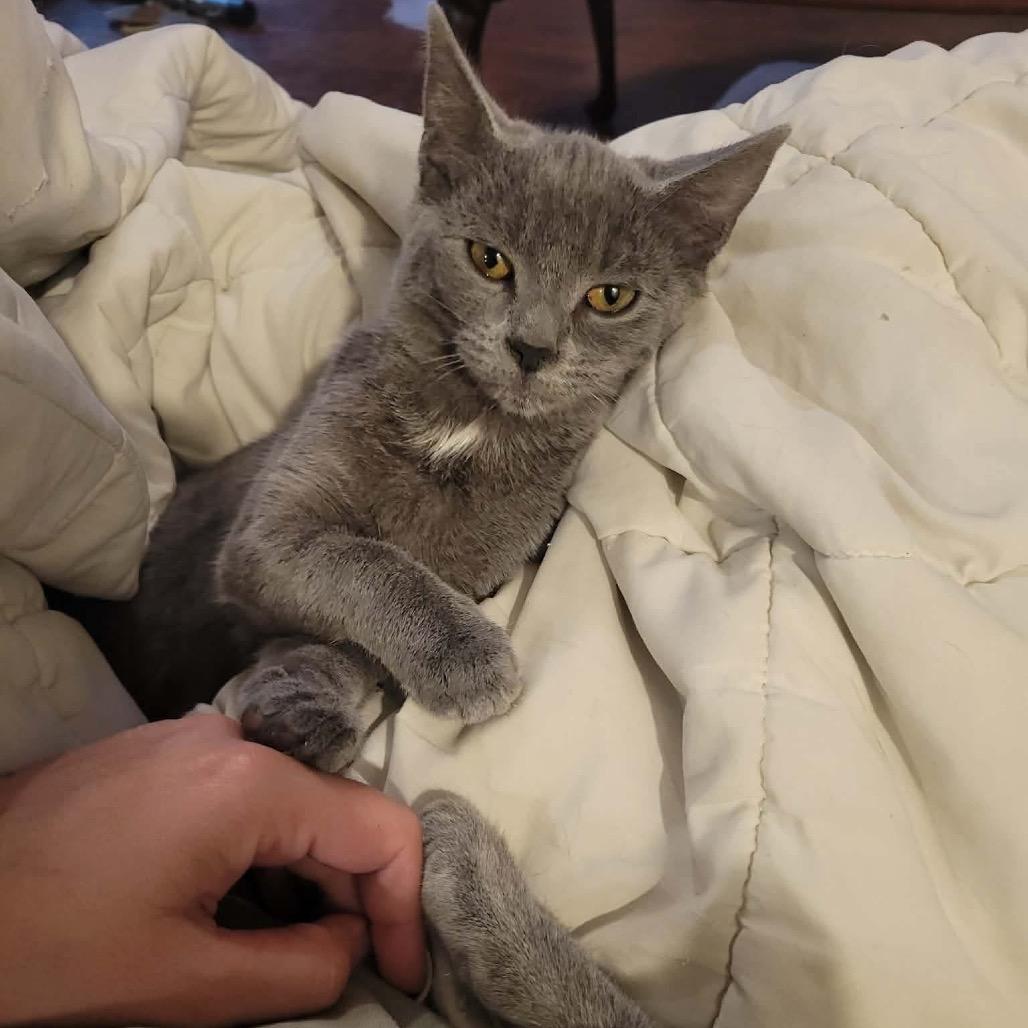 Dobby