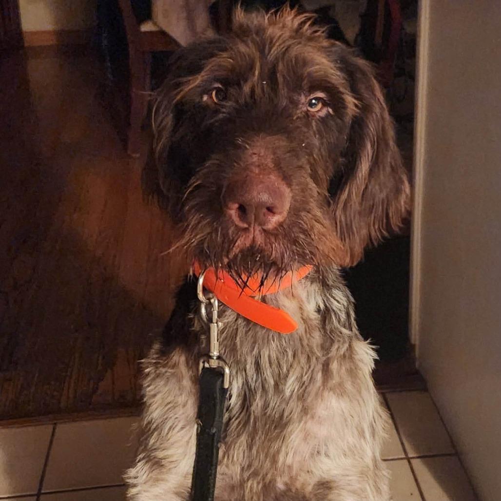 Ruger (Boulder, Colorado)