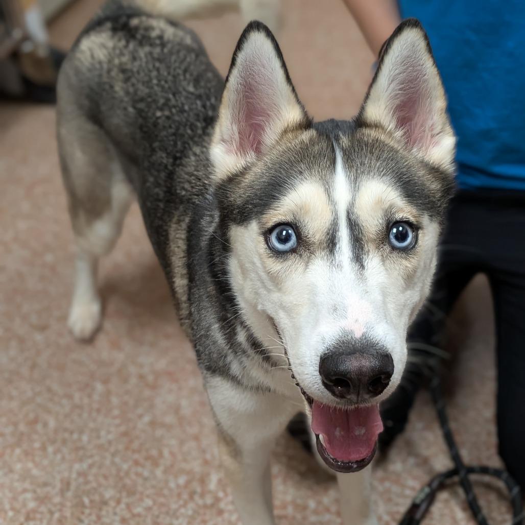 Ahsoka 